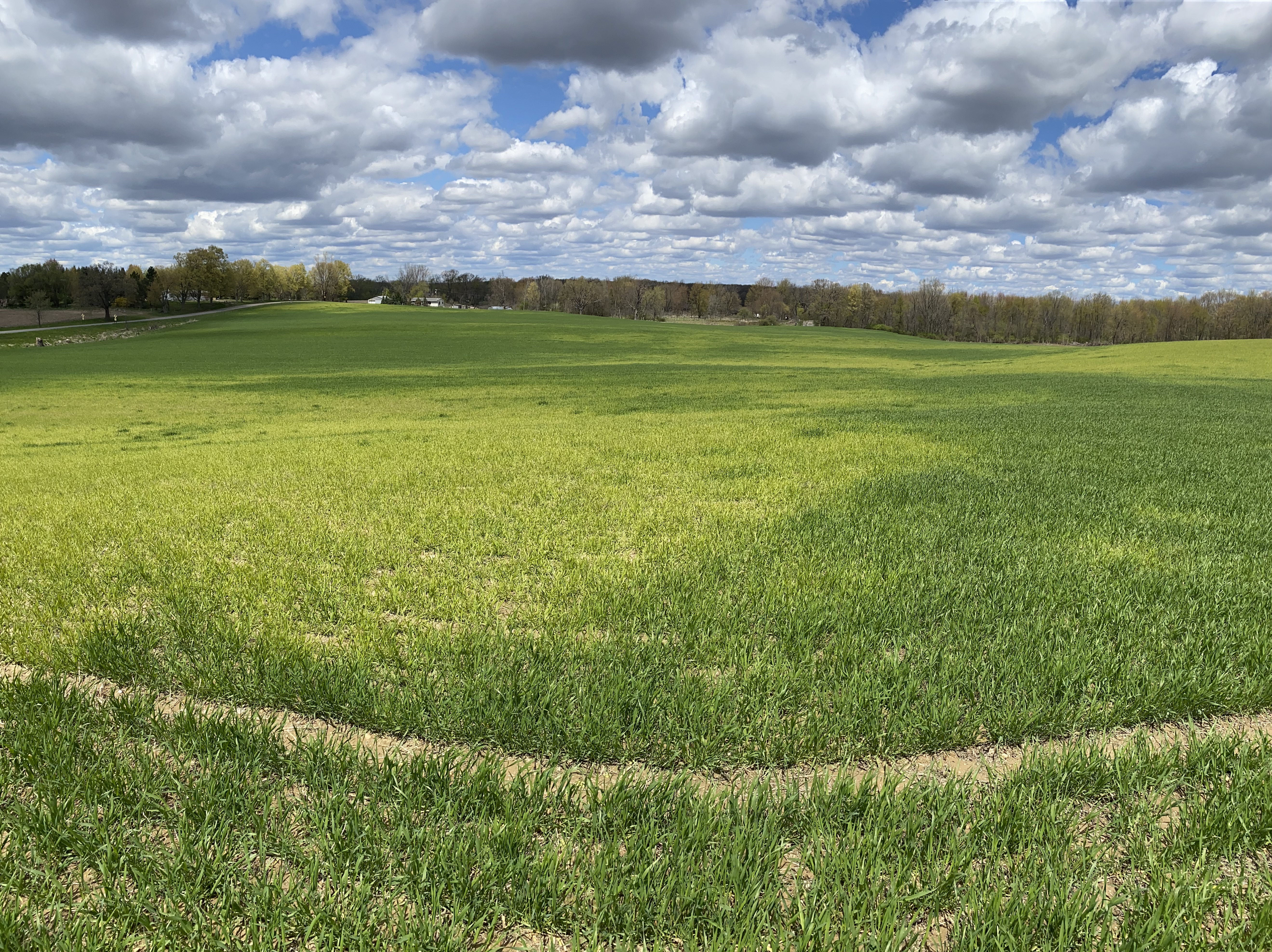 Sulfur deficiency in wheat.